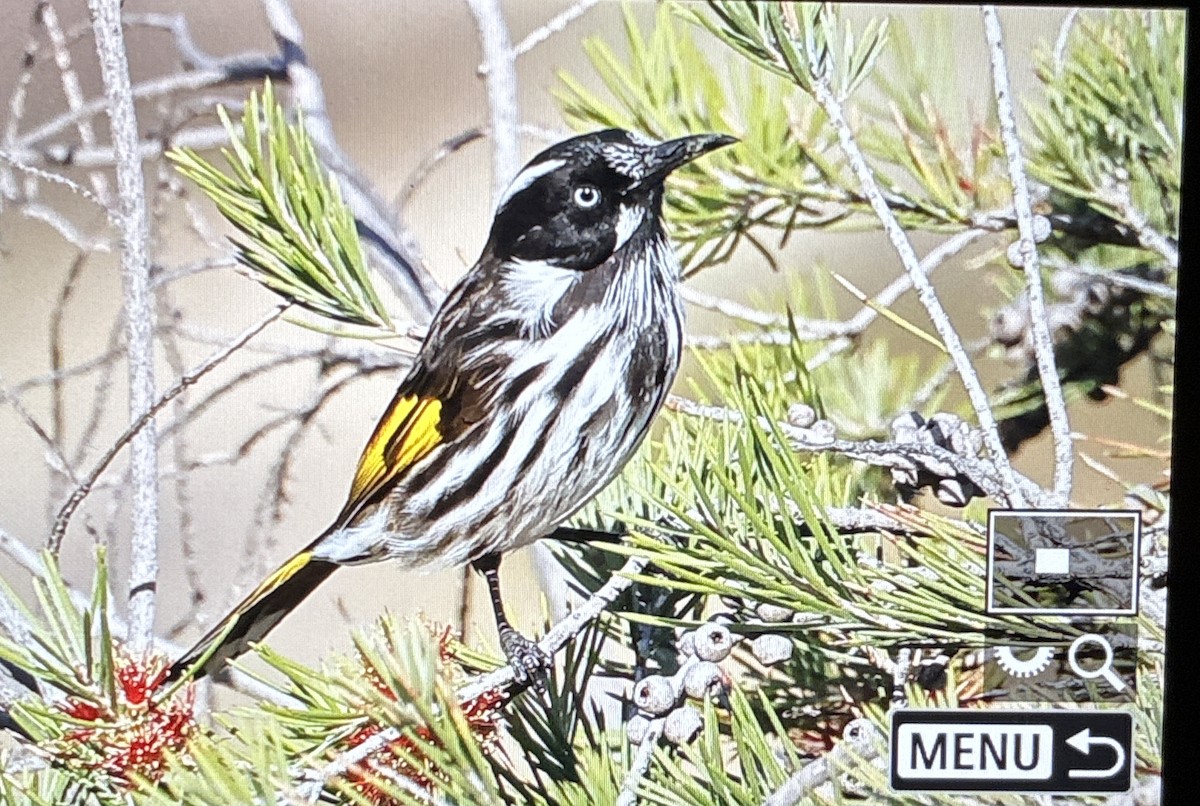 New Holland Honeyeater - ML645935275