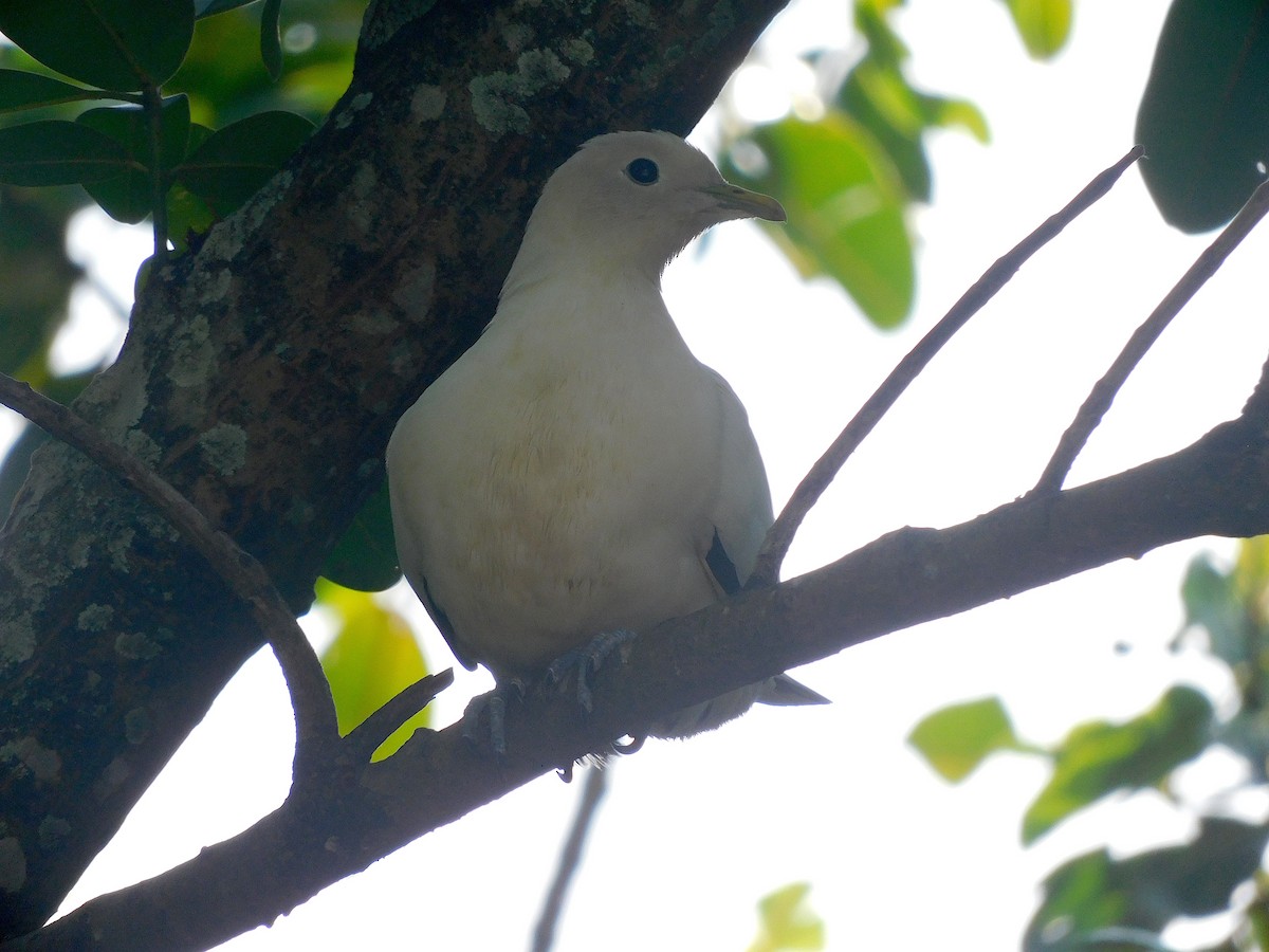 Torresian Imperial-Pigeon - ML645935276