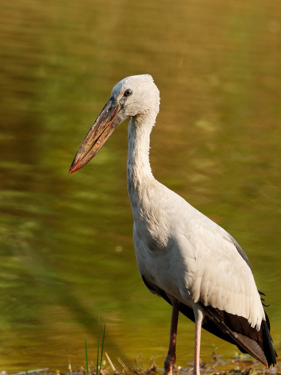Northern Pintail - ML645935277
