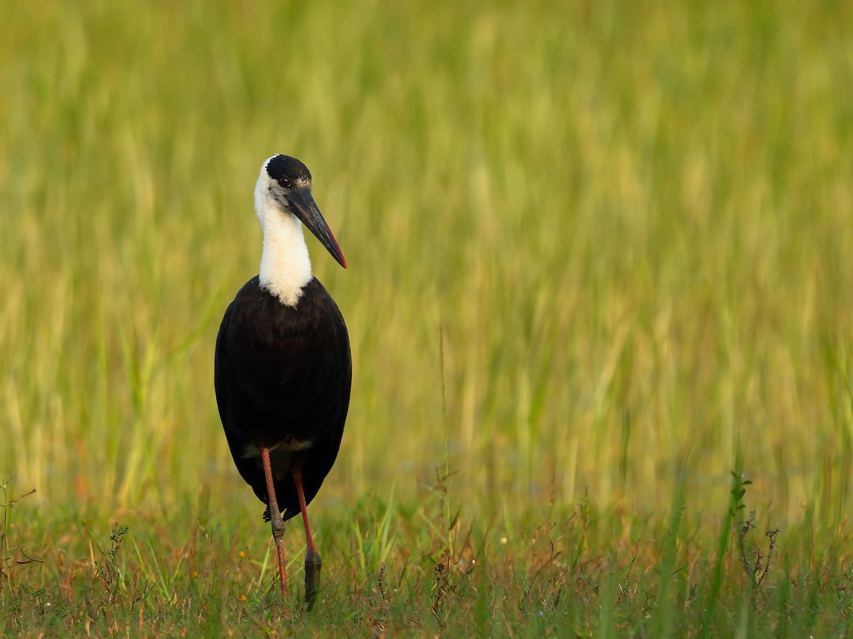 Northern Pintail - ML645935278