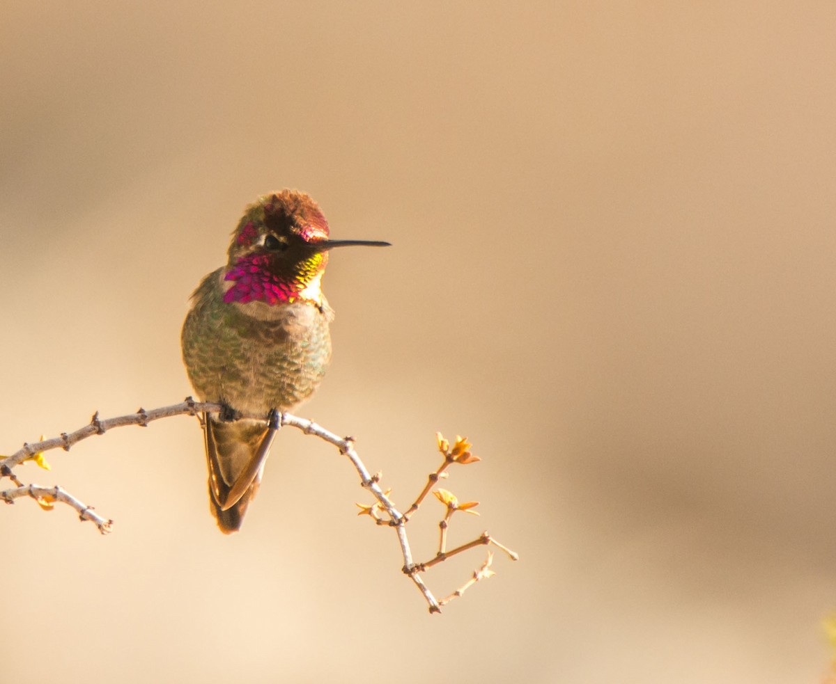Anna's Hummingbird - ML645935279