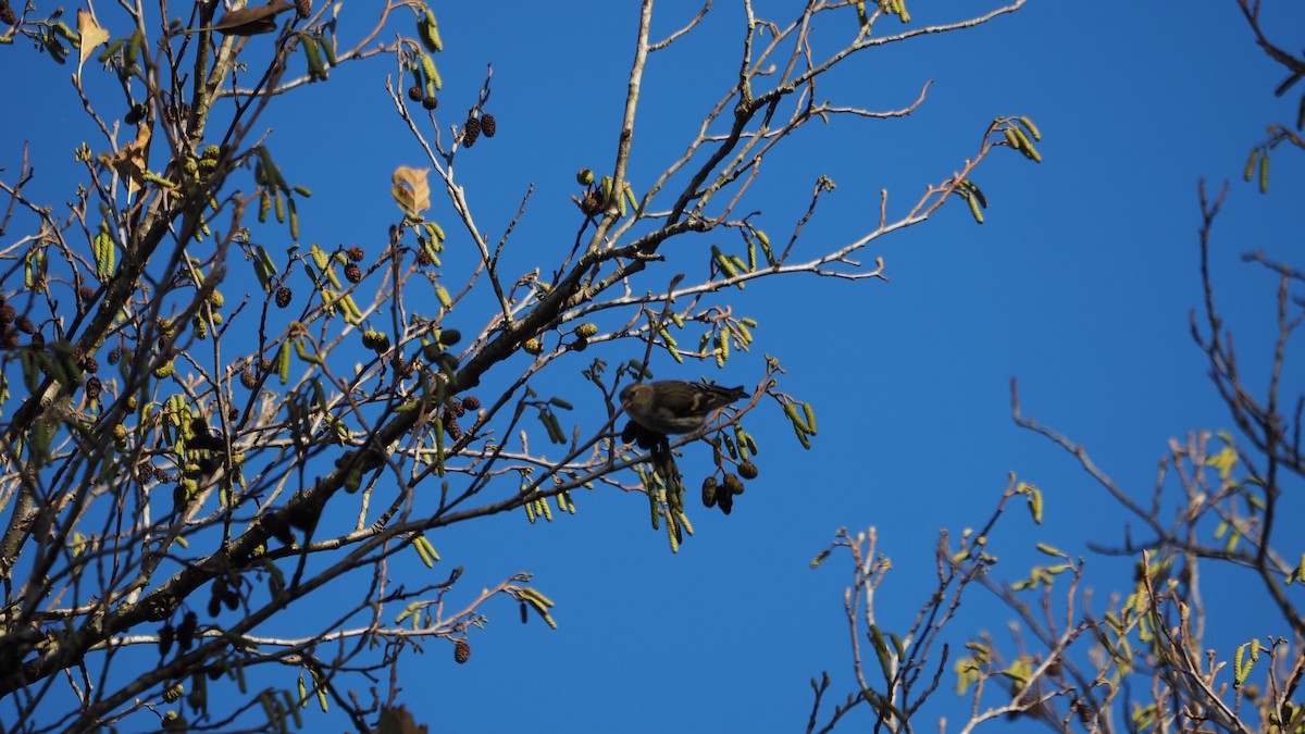 Eurasian Siskin - ML645935281