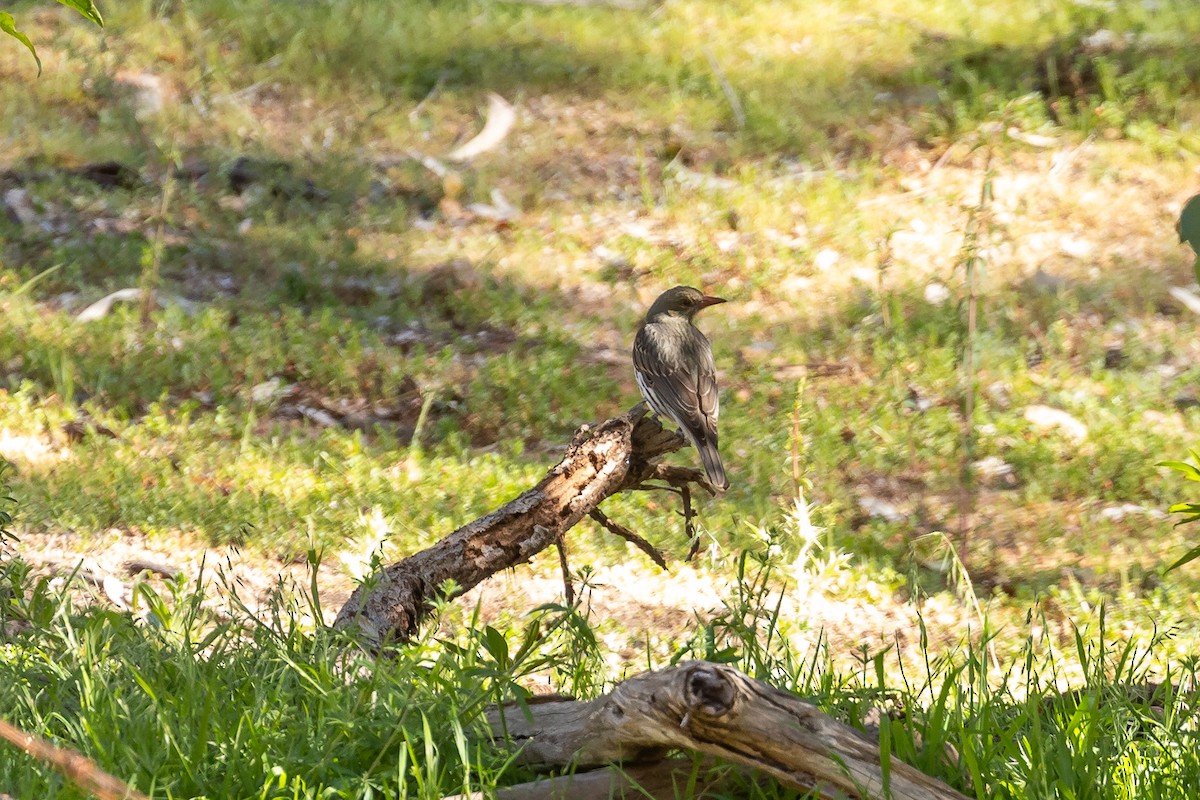 Olive-backed Oriole - ML645935282