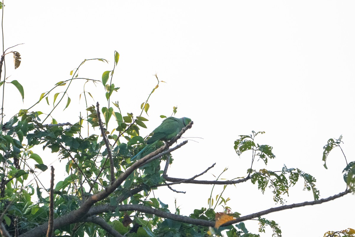 Papagai lepokoduna - ML645935283