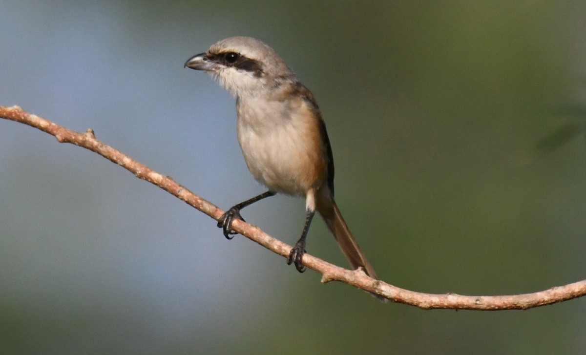 Brown Shrike - ML645935284