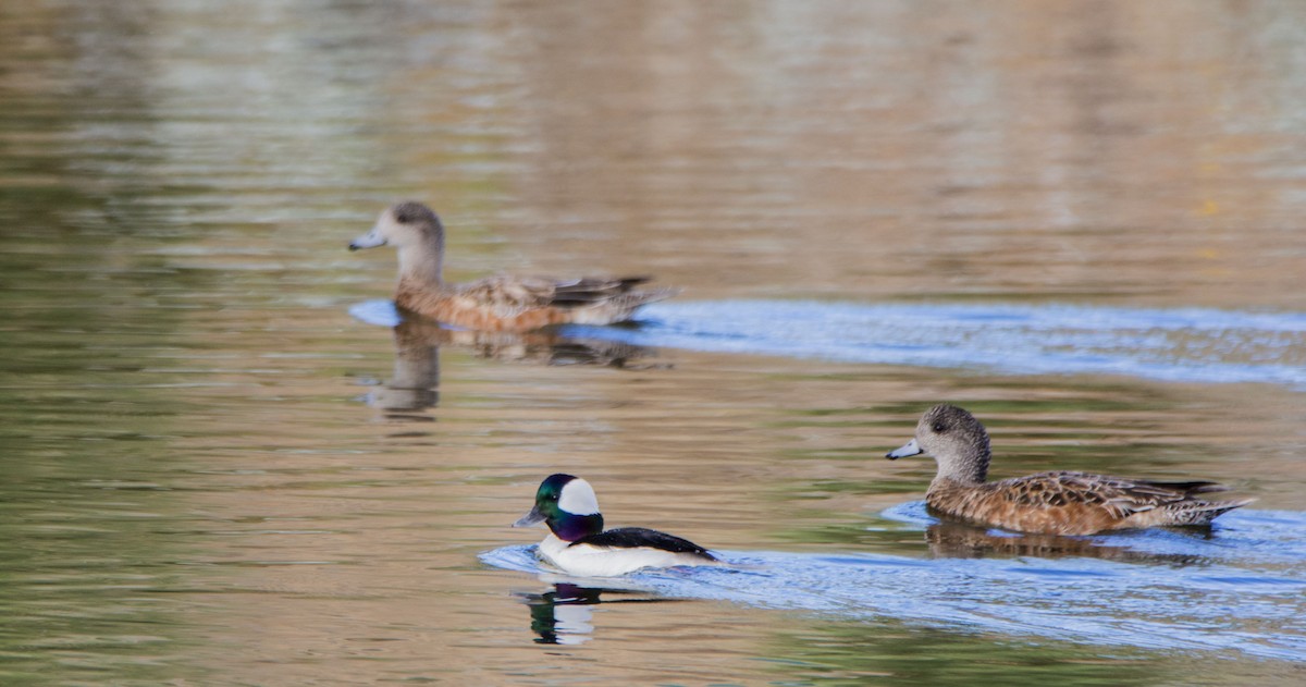 Murgilari buruzuria - ML645935285