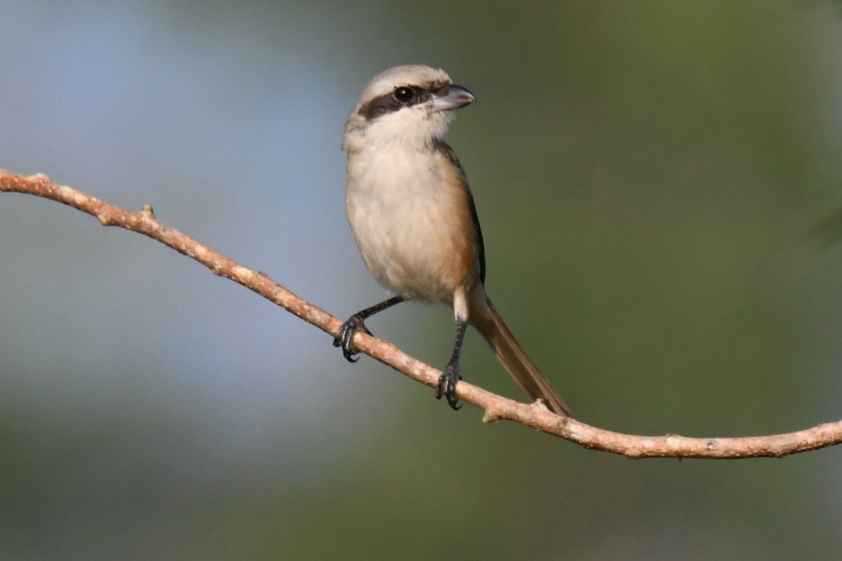 Antzandobi arrea - ML645935287