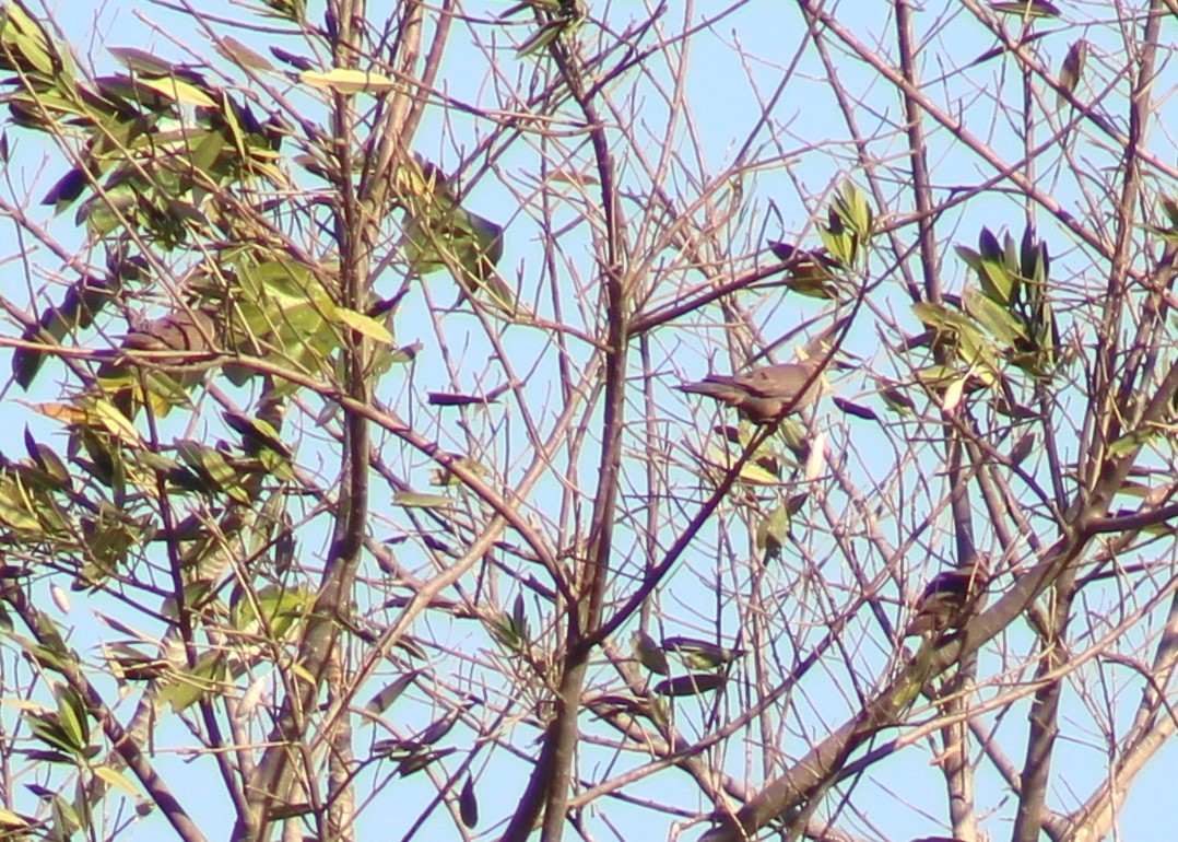 Plain-breasted Ground Dove - ML645935288