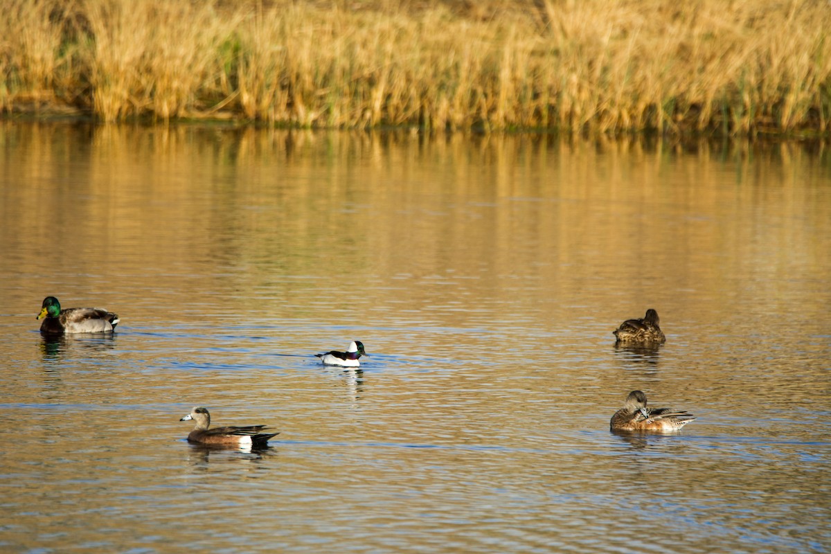 Ahate txistulari amerikarra - ML645935290