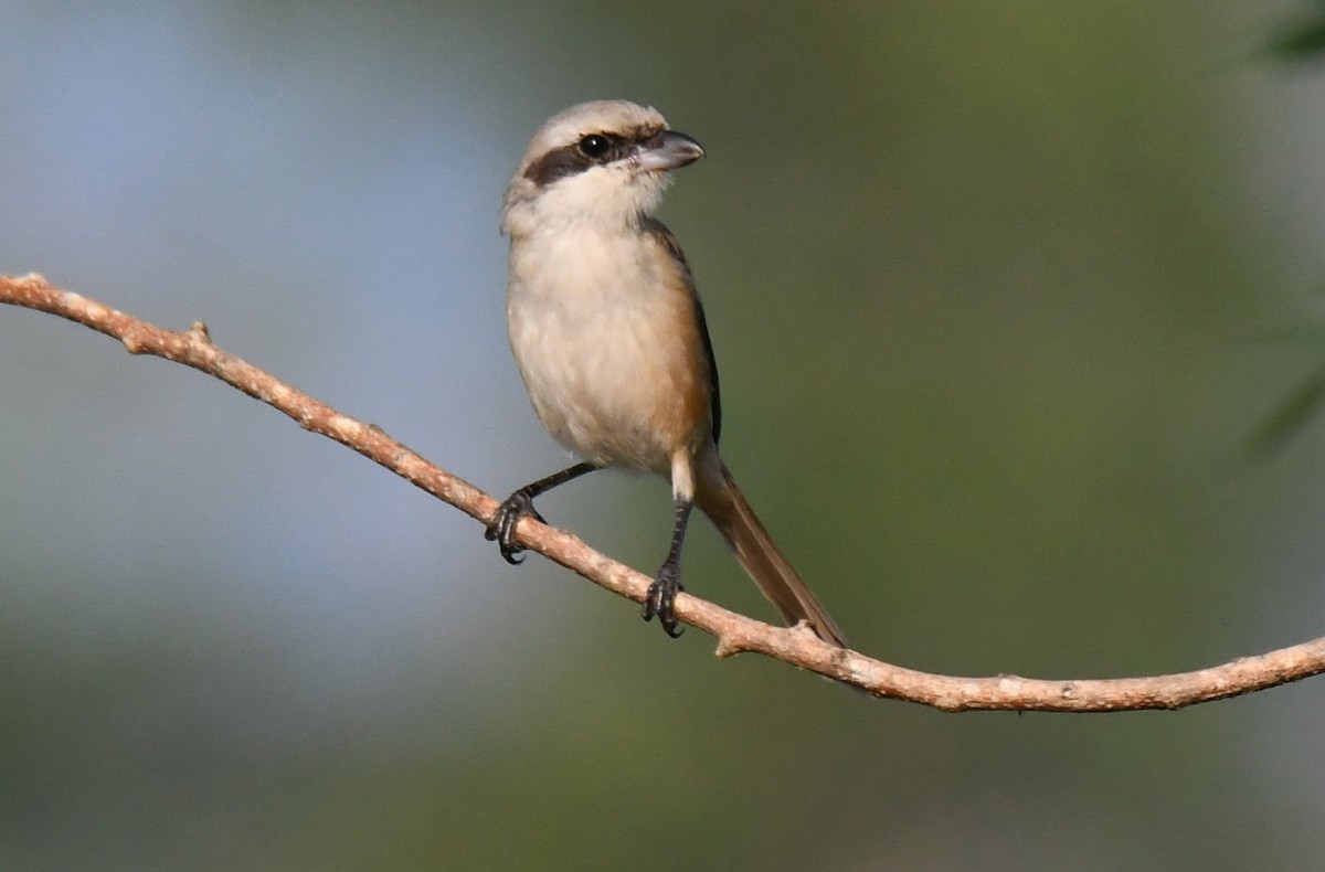 Antzandobi arrea - ML645935291