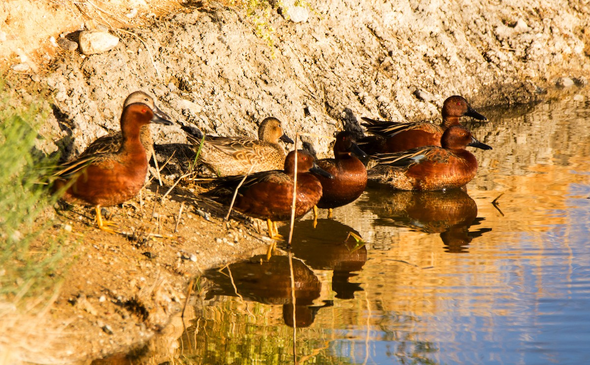 Zertzeta kanelakara - ML645935292