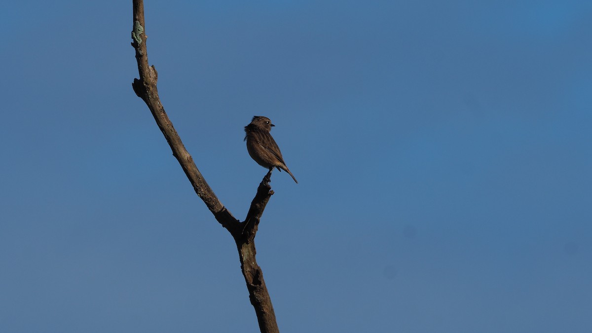 Pitxartxar burubeltza - ML645935293