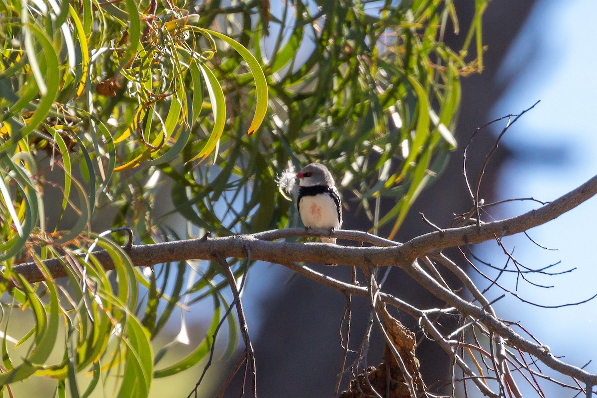 Diamond Firetail - ML645935294