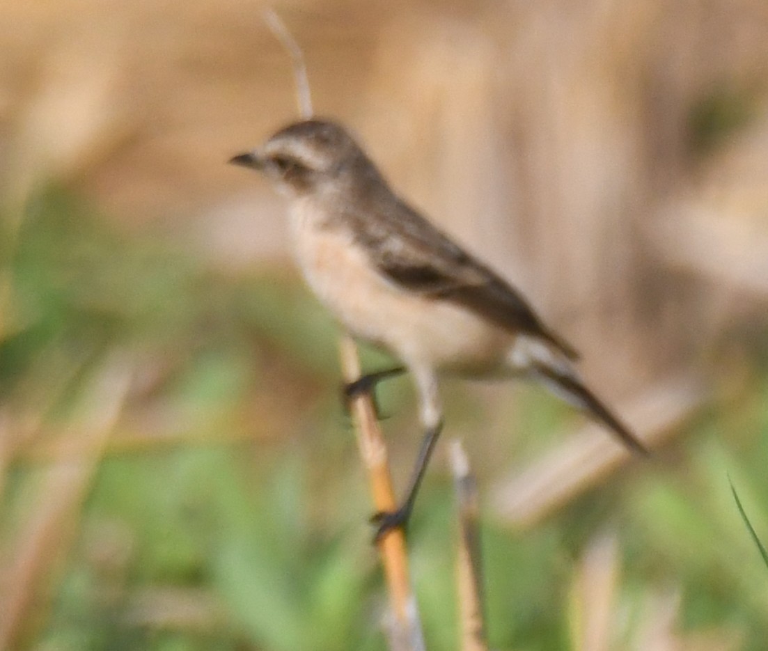 Pitxartxar siberiarra - ML645935295