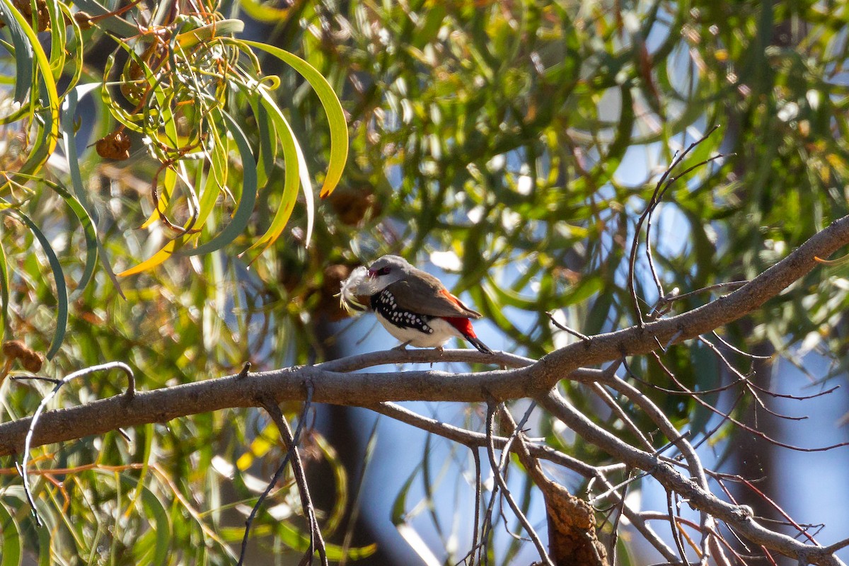 Diamond Firetail - ML645935296