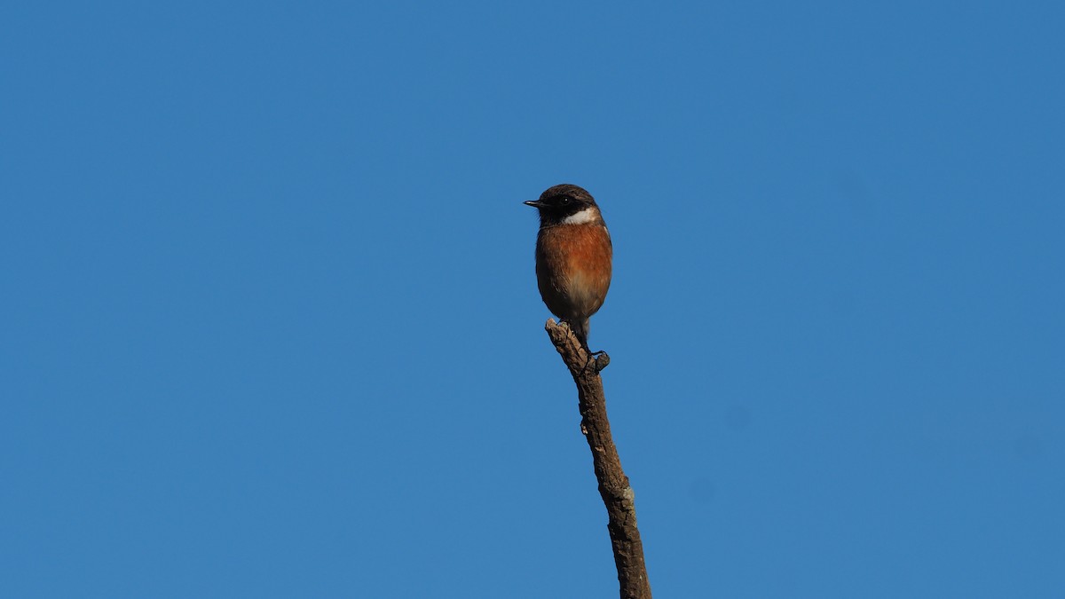 Pitxartxar burubeltza - ML645935297