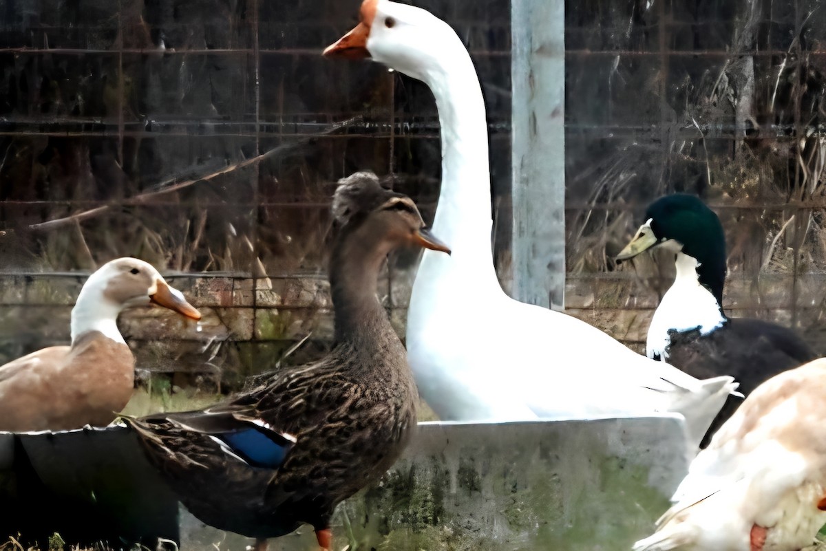 Basahatea (etxekoa) - ML645935302