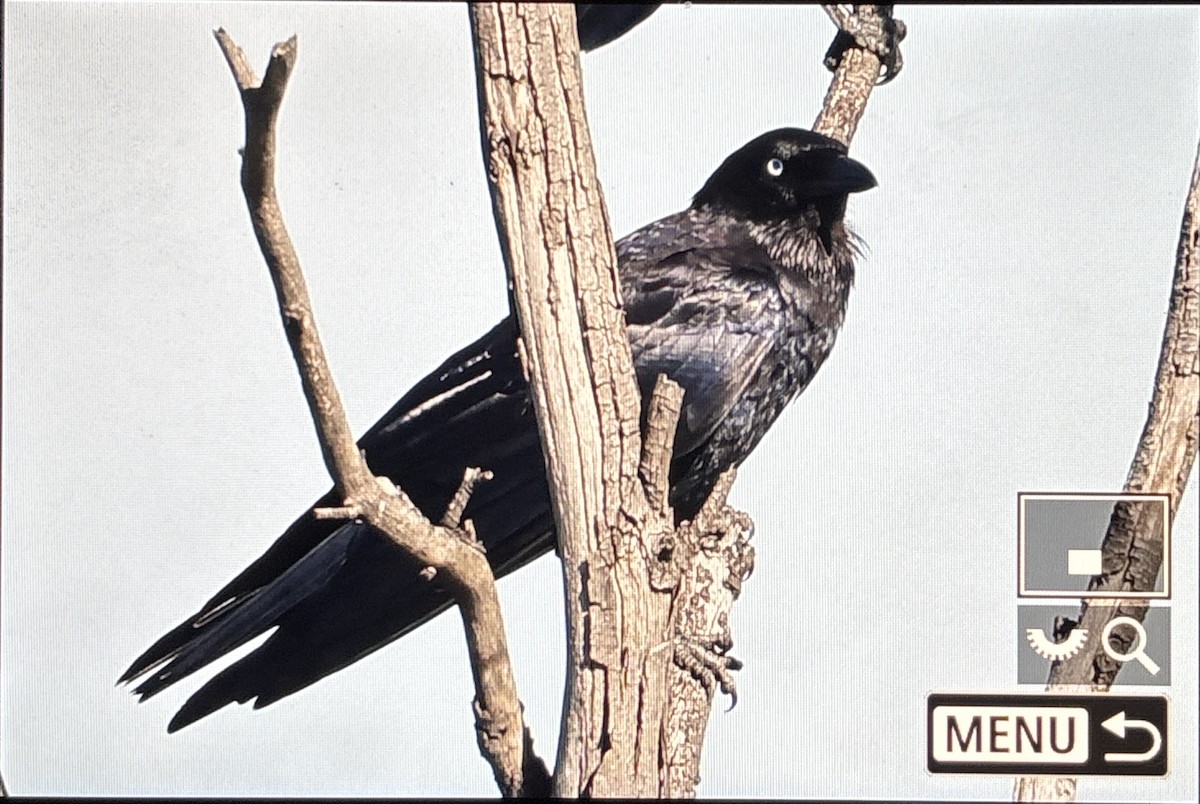 Little Raven - ML645935305