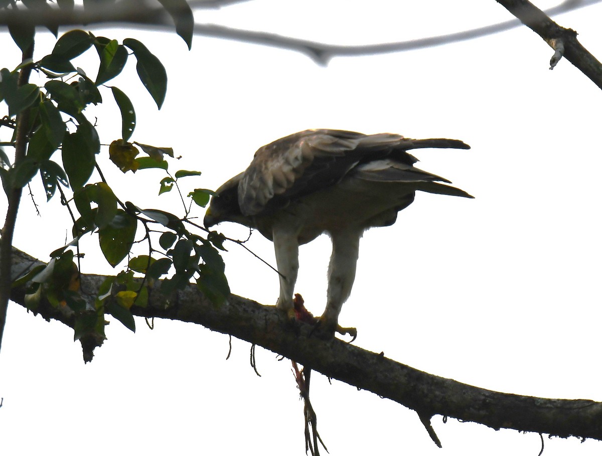 Arrano txikia - ML645935306