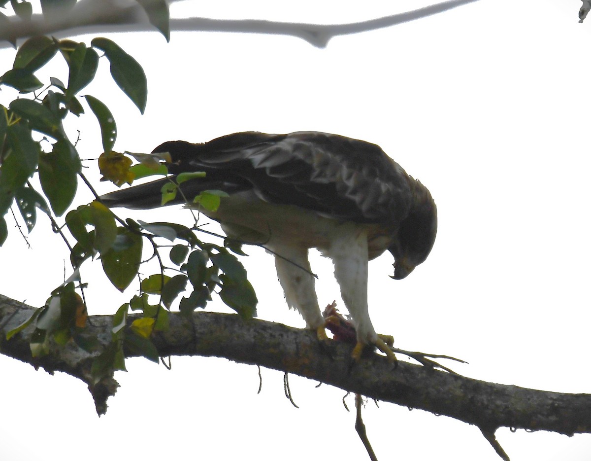 Arrano txikia - ML645935307