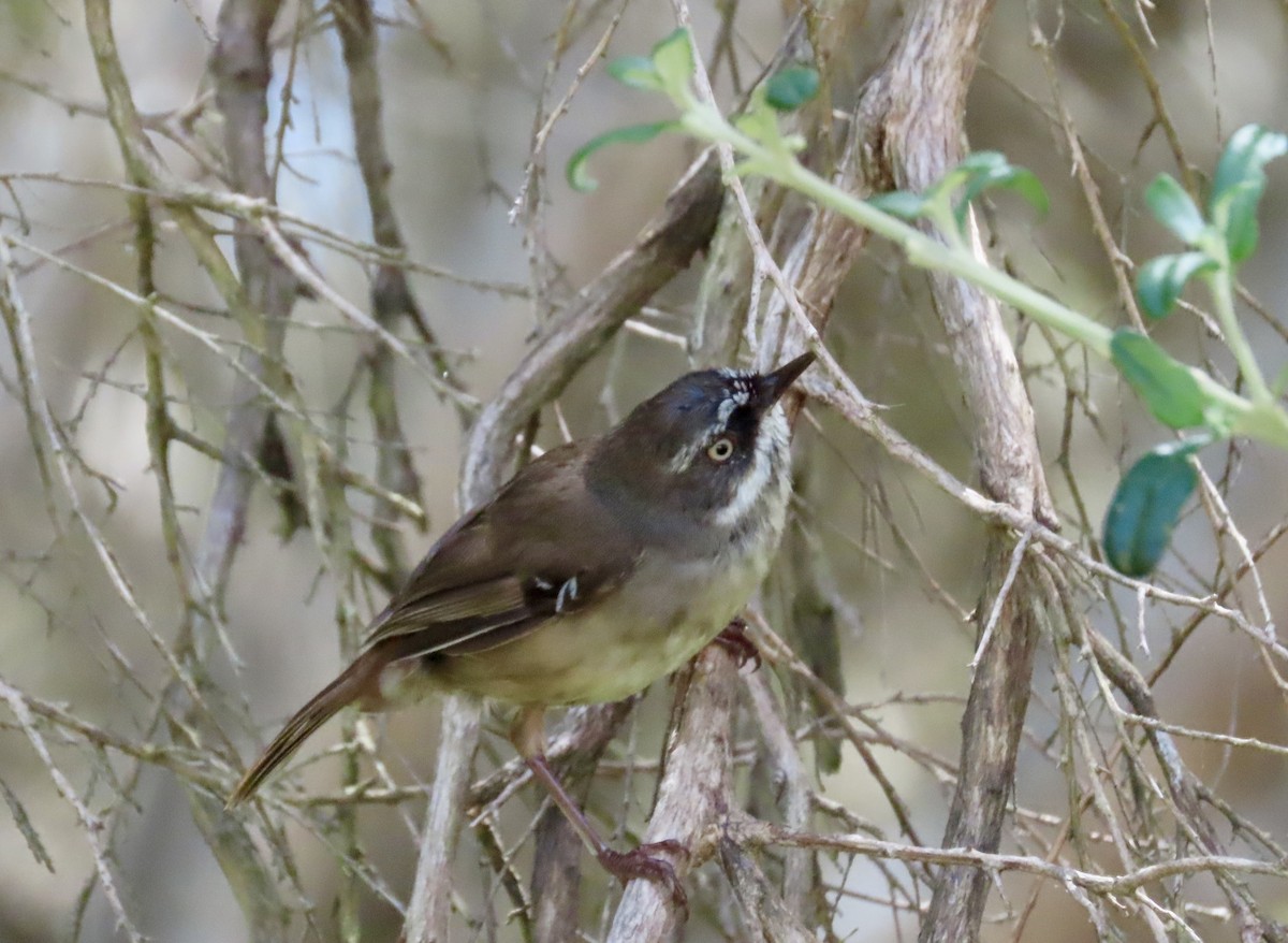 White-browed Scrubwren - ML645935312