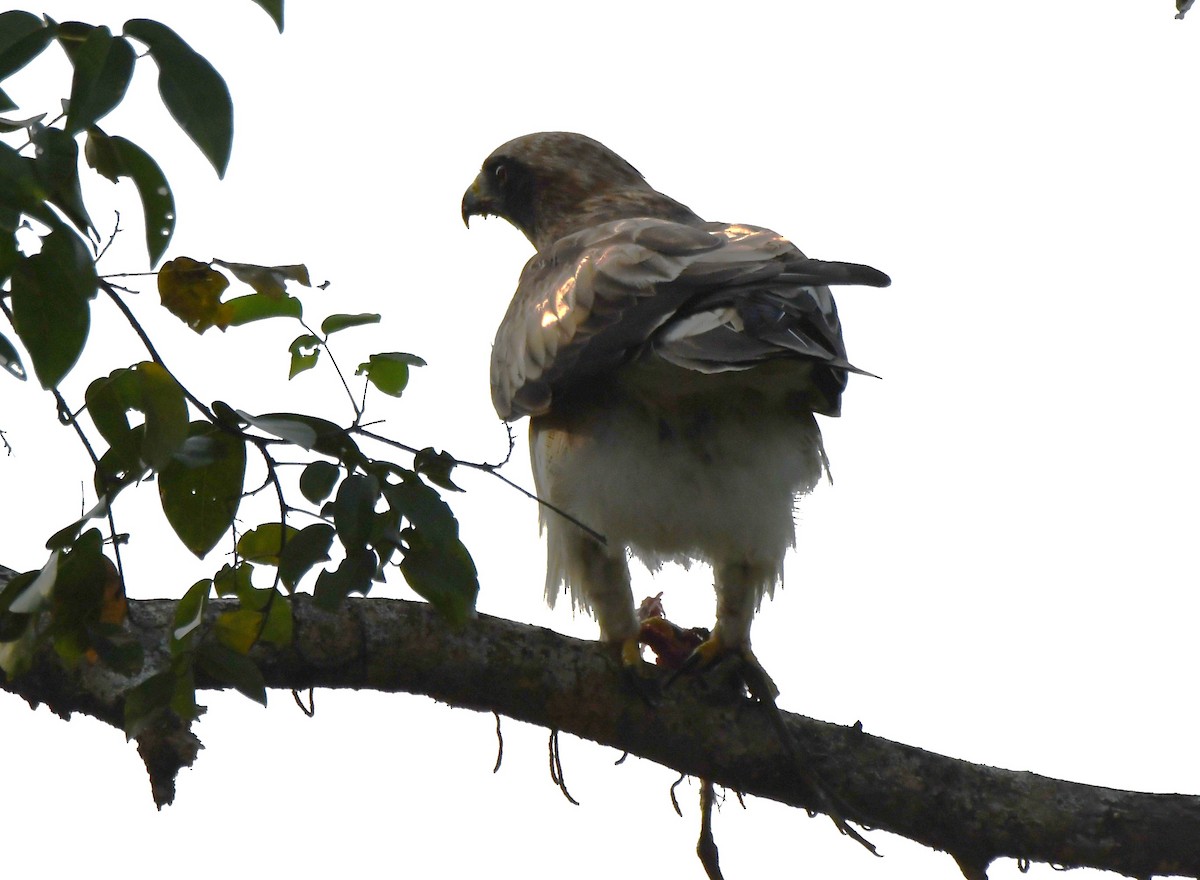 Arrano txikia - ML645935313