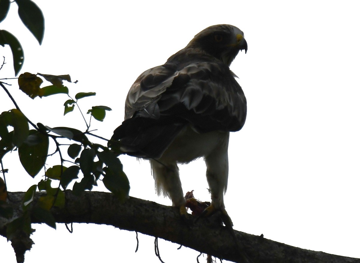 Arrano txikia - ML645935316