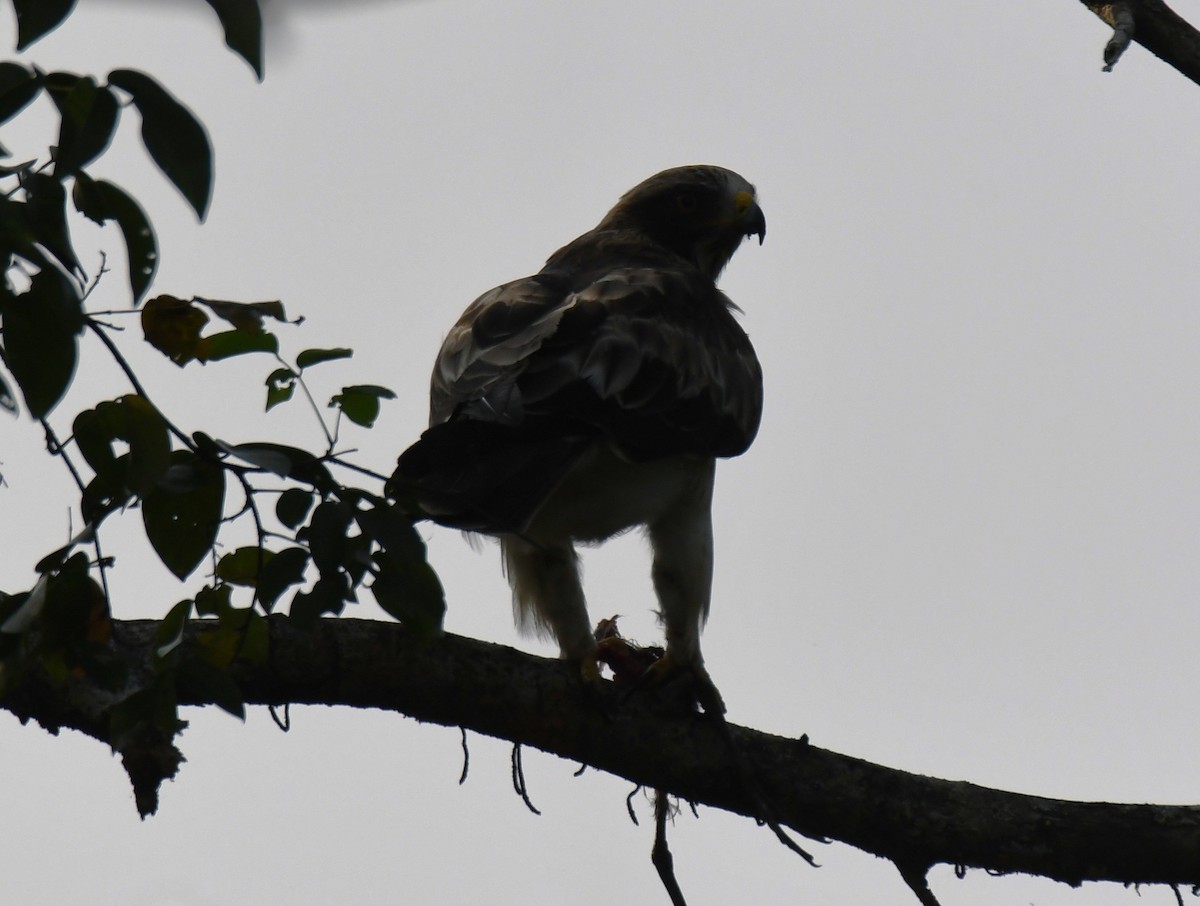 Arrano txikia - ML645935321