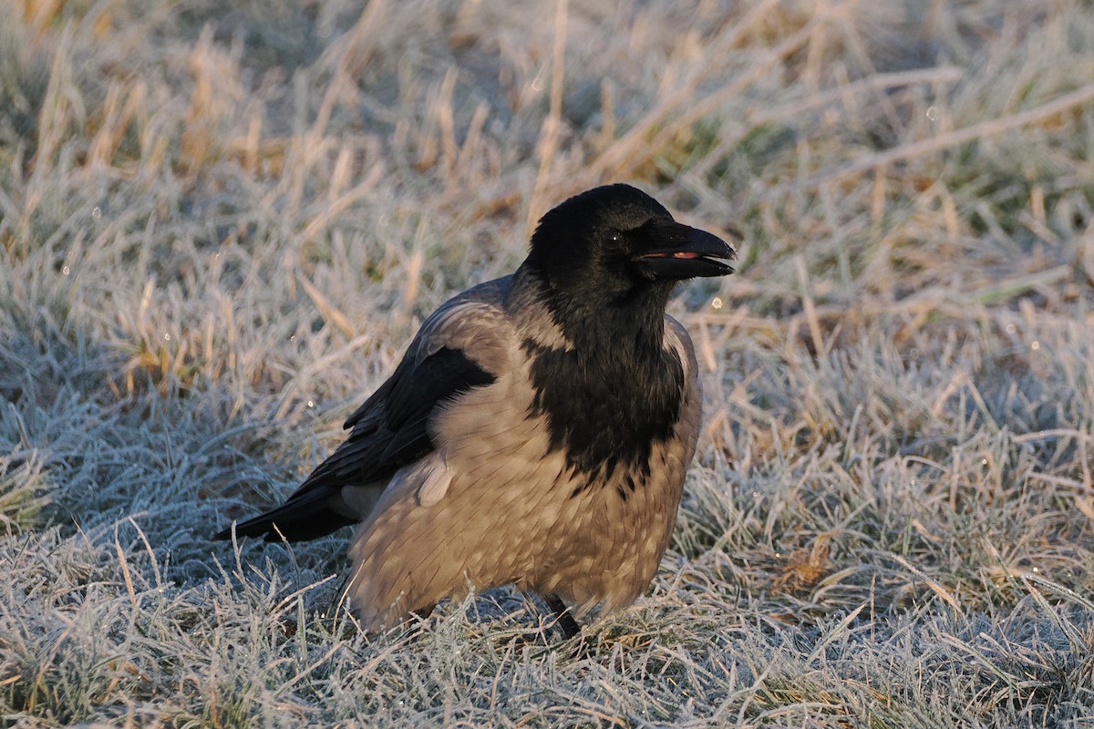 Bele txanoduna - ML645935322