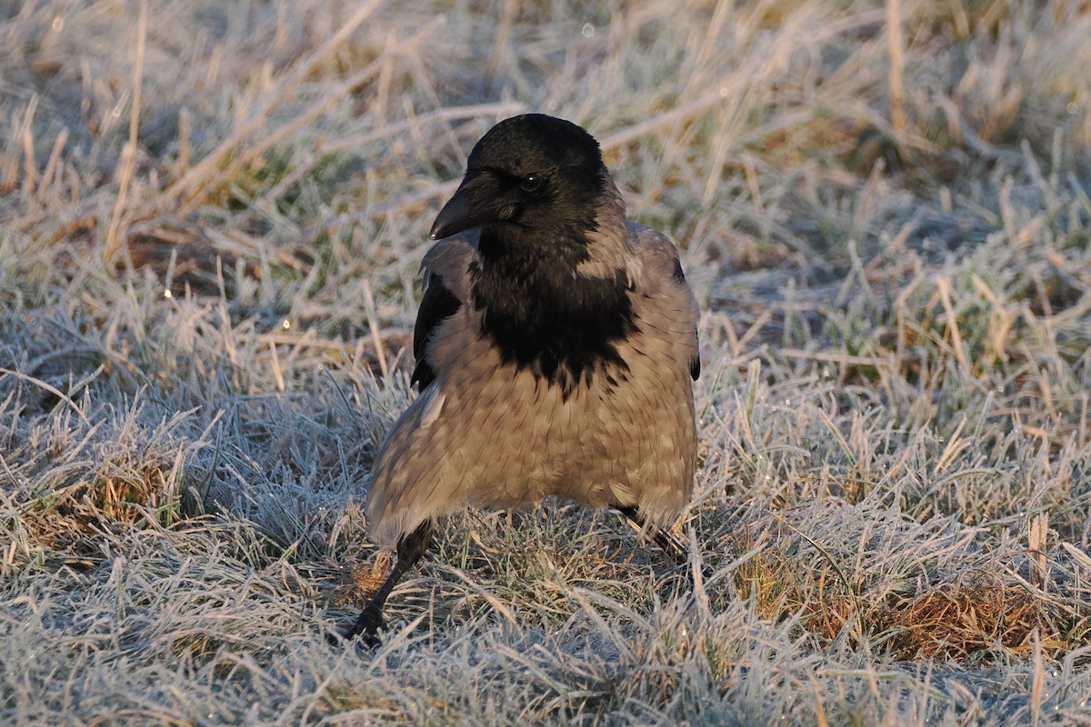 Bele txanoduna - ML645935323