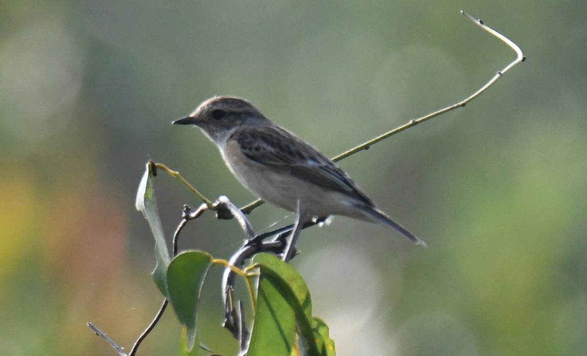 Pitxartxar siberiarra - ML645935324