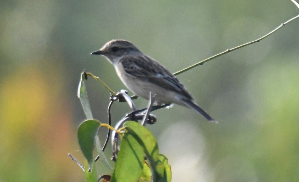 Pitxartxar siberiarra - ML645935325