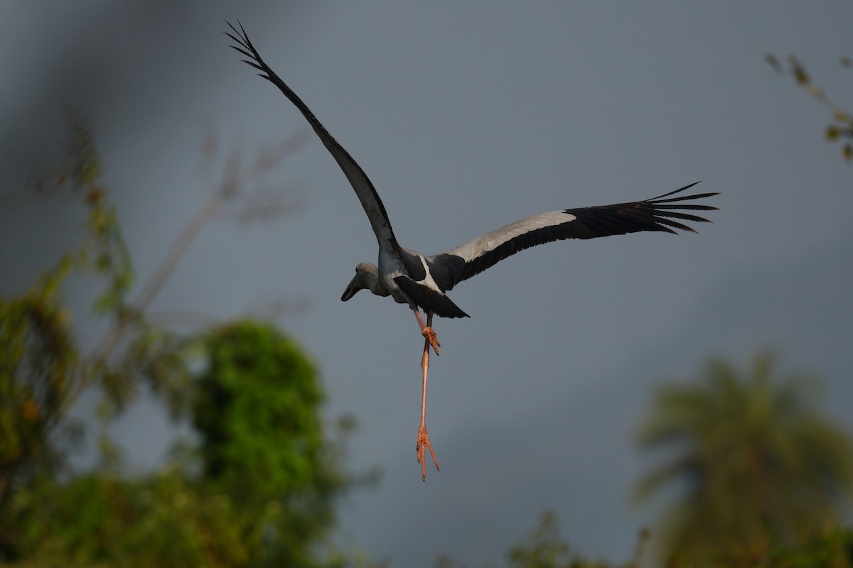 Asian Openbill - ML645935339