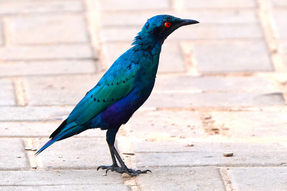 blåøreglansstær - ML645935360