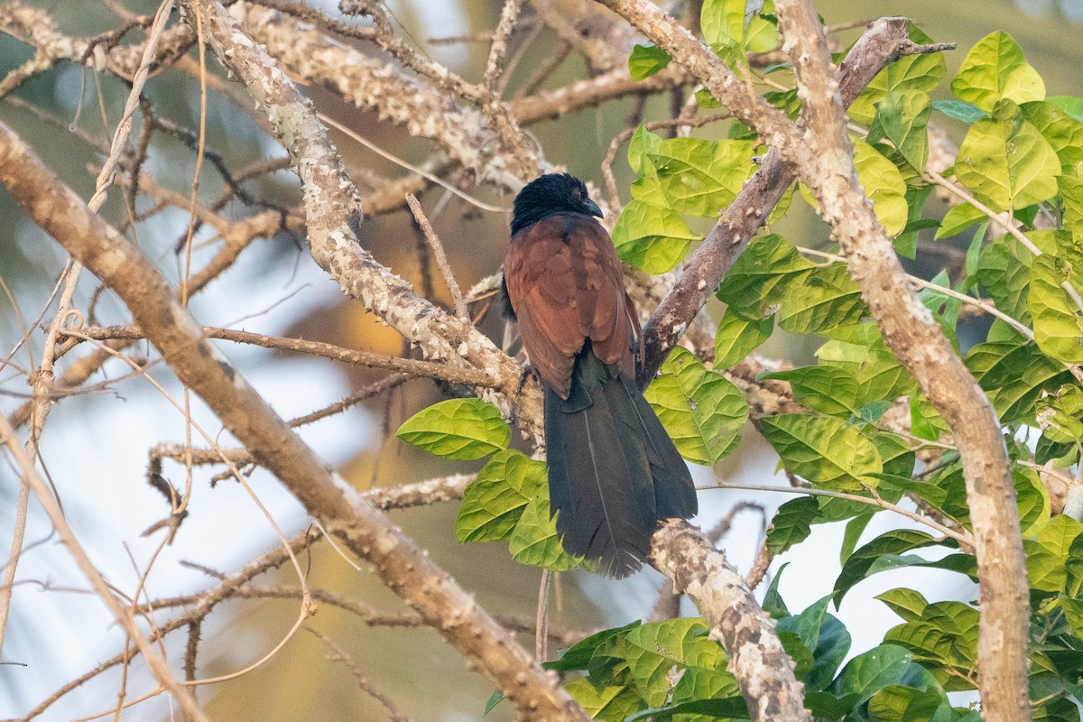 Greater Coucal - ML645935361