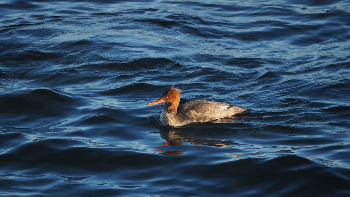 Red-breasted Merganser - ML645935362
