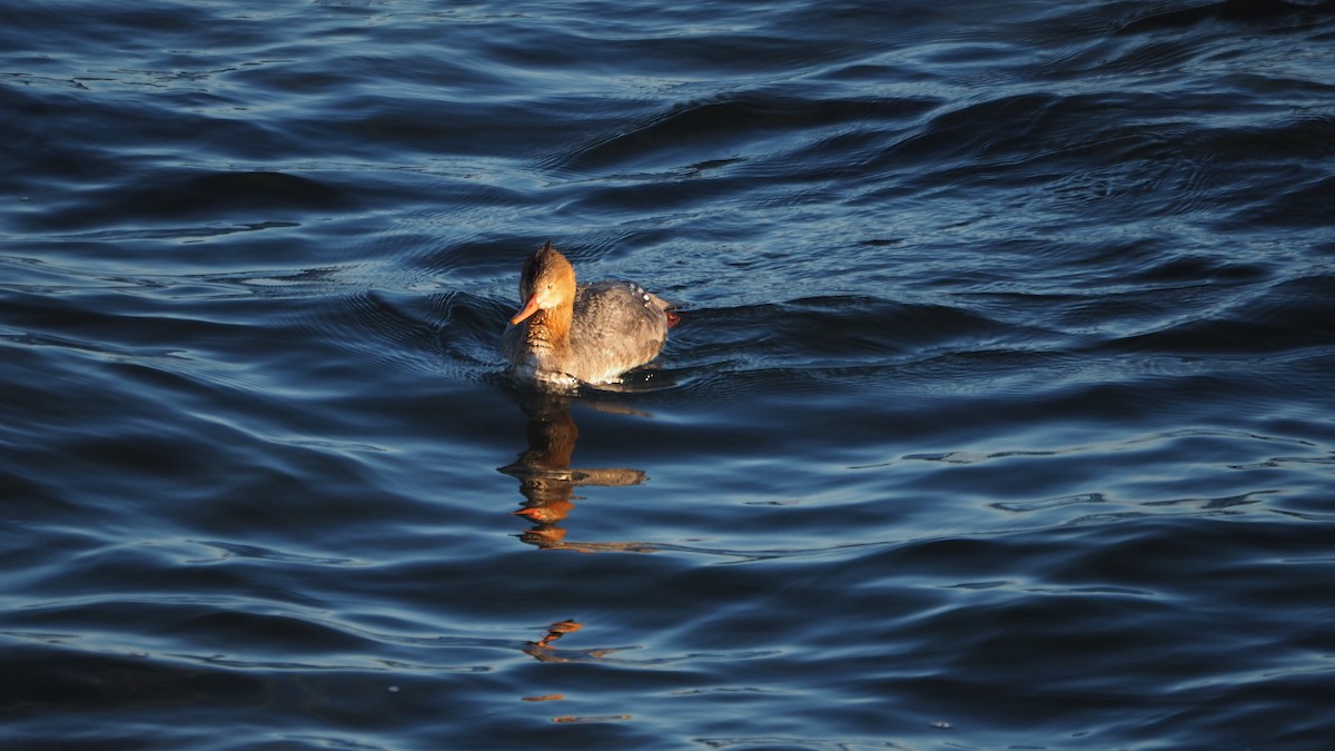 Red-breasted Merganser - ML645935363