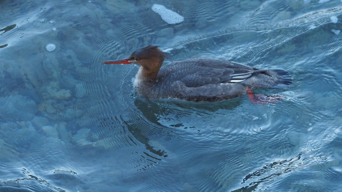 Red-breasted Merganser - ML645935364
