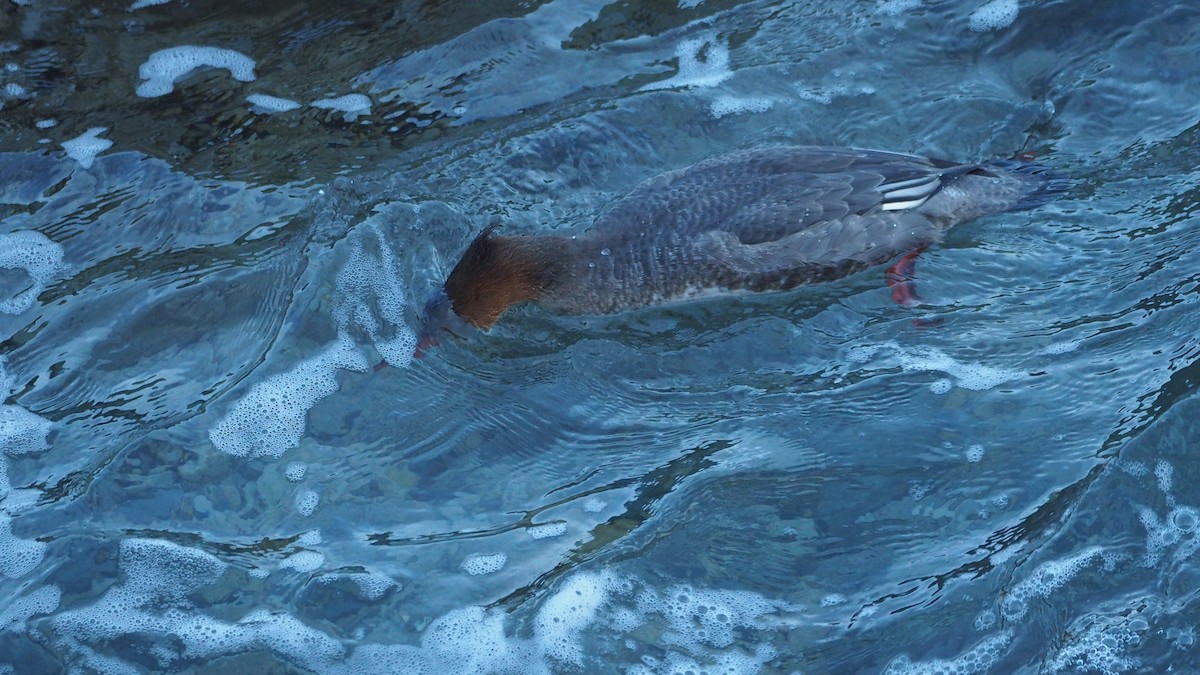 Red-breasted Merganser - ML645935367