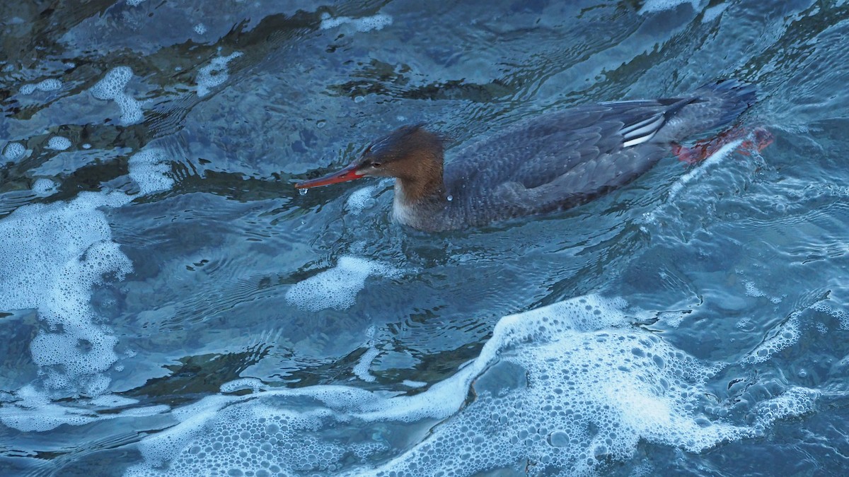Red-breasted Merganser - ML645935368