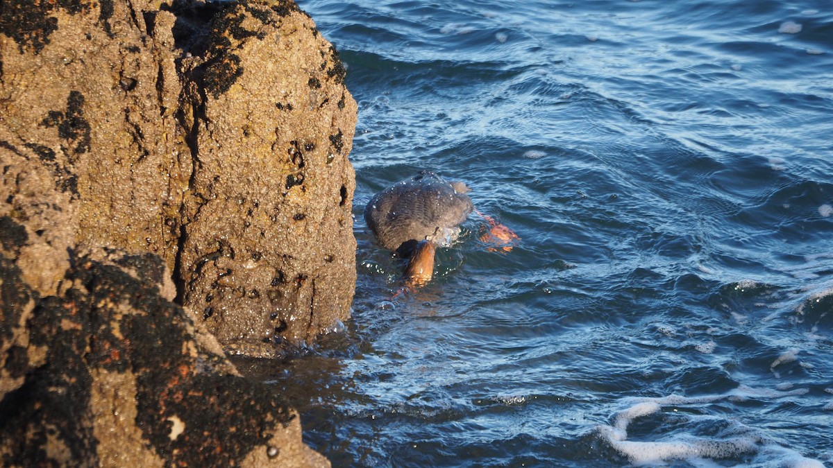 Red-breasted Merganser - ML645935373