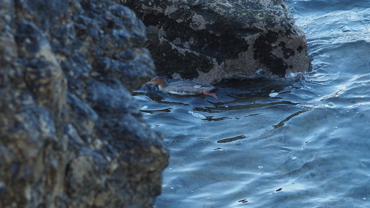 Red-breasted Merganser - ML645935378