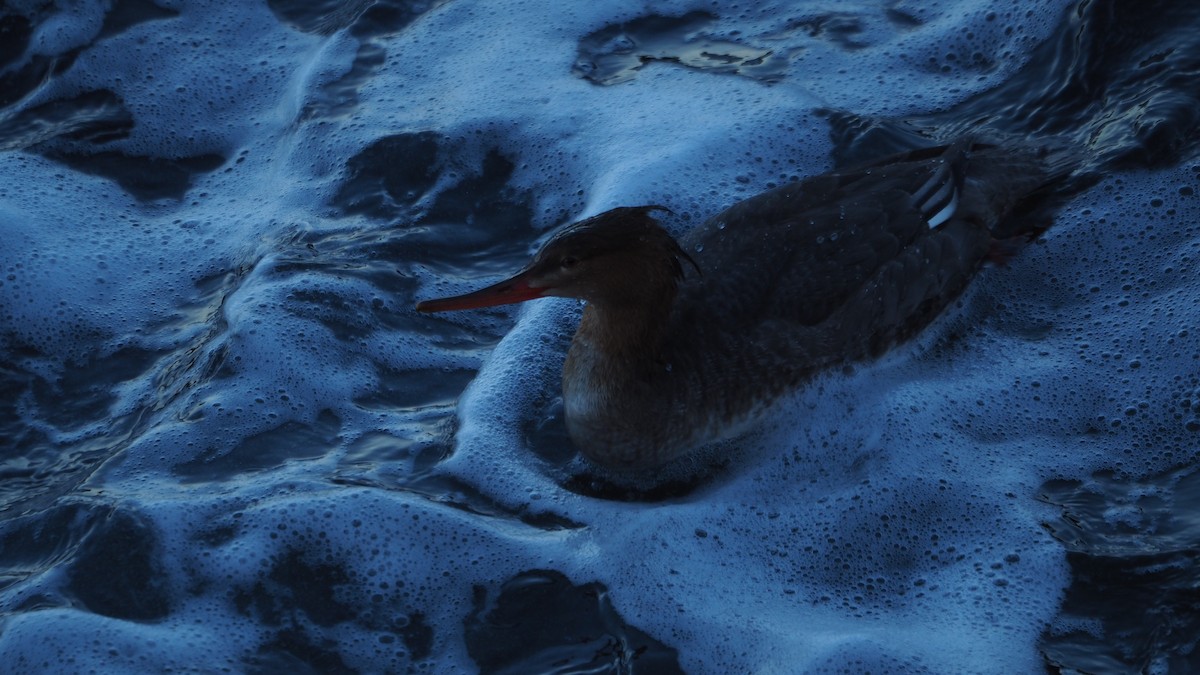 Red-breasted Merganser - ML645935388