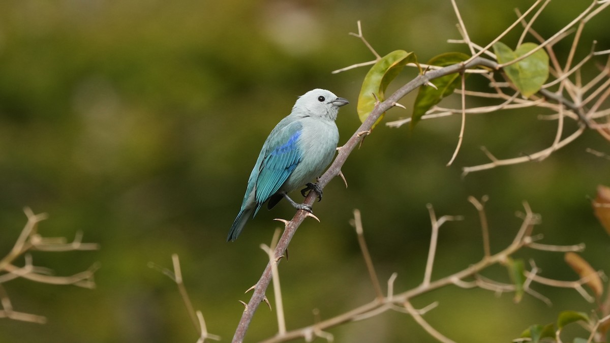 Blue-gray Tanager - ML645935391