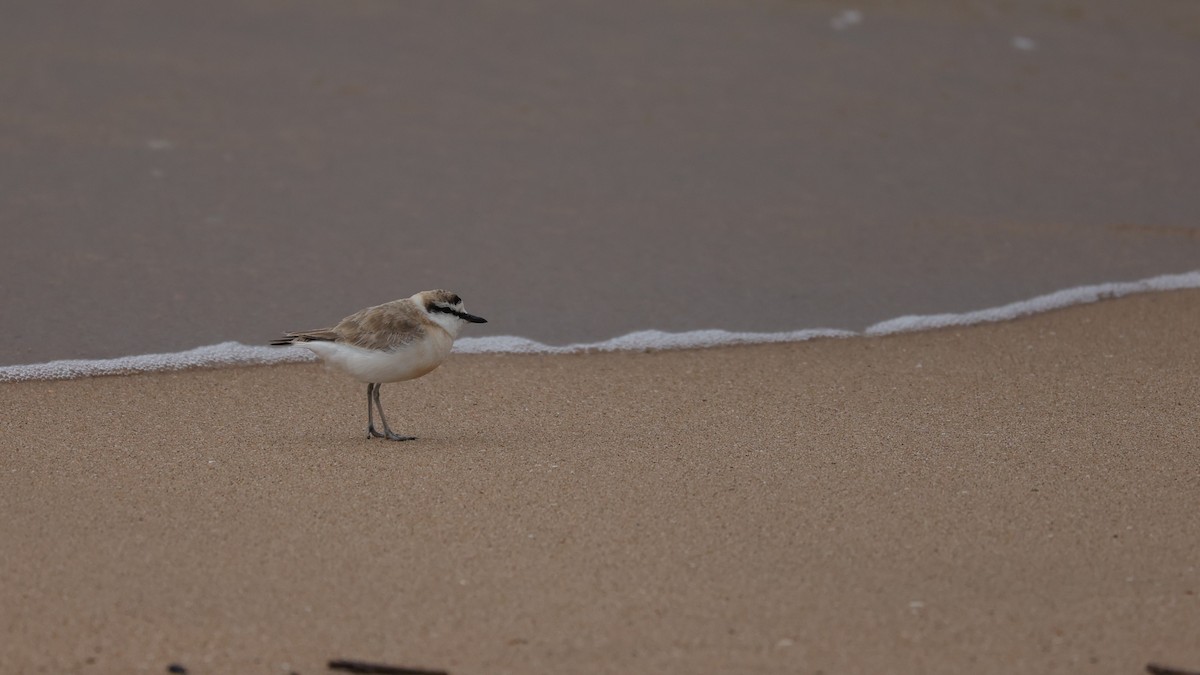 White-fronted Plover - ML645935415