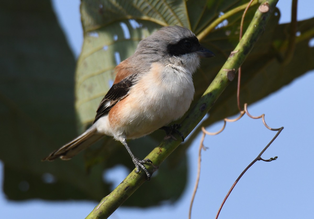 Pie-grièche à bandeau - ML645935418