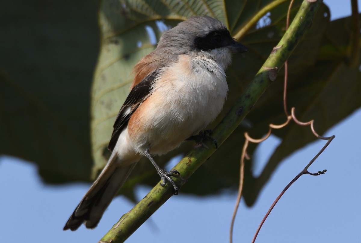 Pie-grièche à bandeau - ML645935421