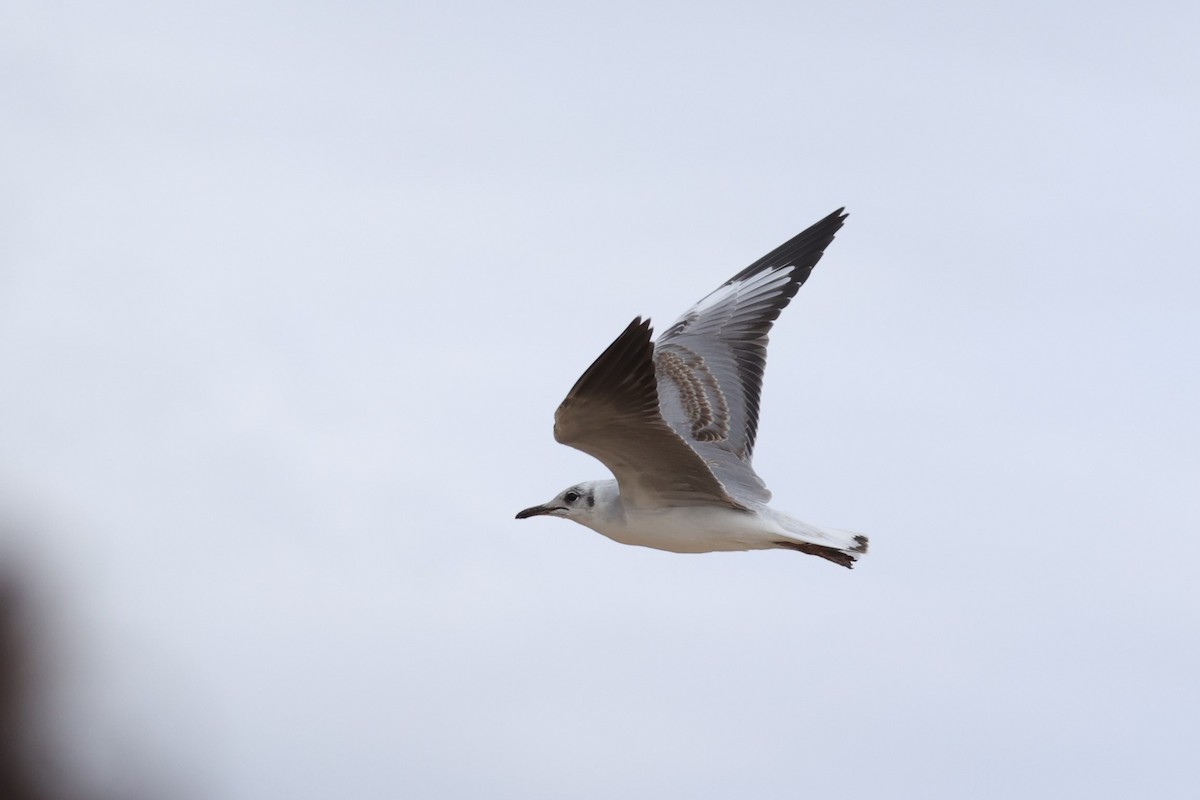 racek šedohlavý - ML645935423