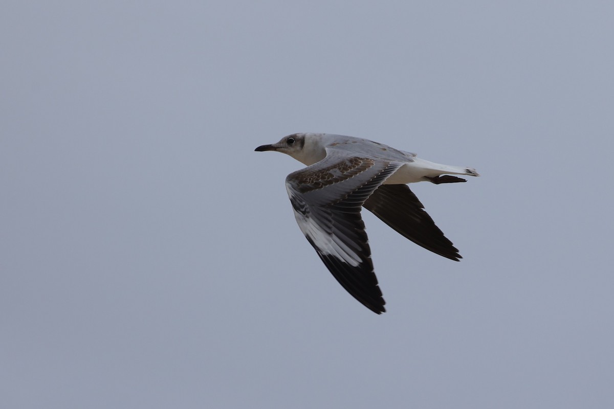 racek šedohlavý - ML645935424