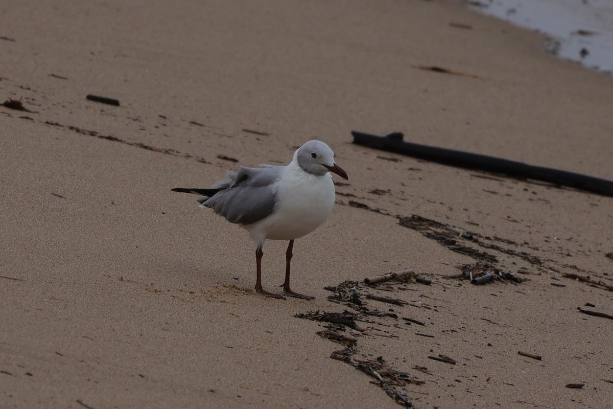 racek šedohlavý - ML645935425